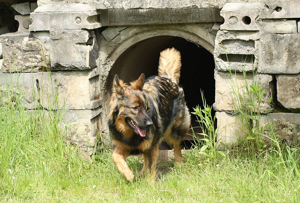 Die Hunde lernen selbstständig zu suchen. „Gemma“ war im Kanalrohr und hat nachgeschaut ob dort jemand ist.