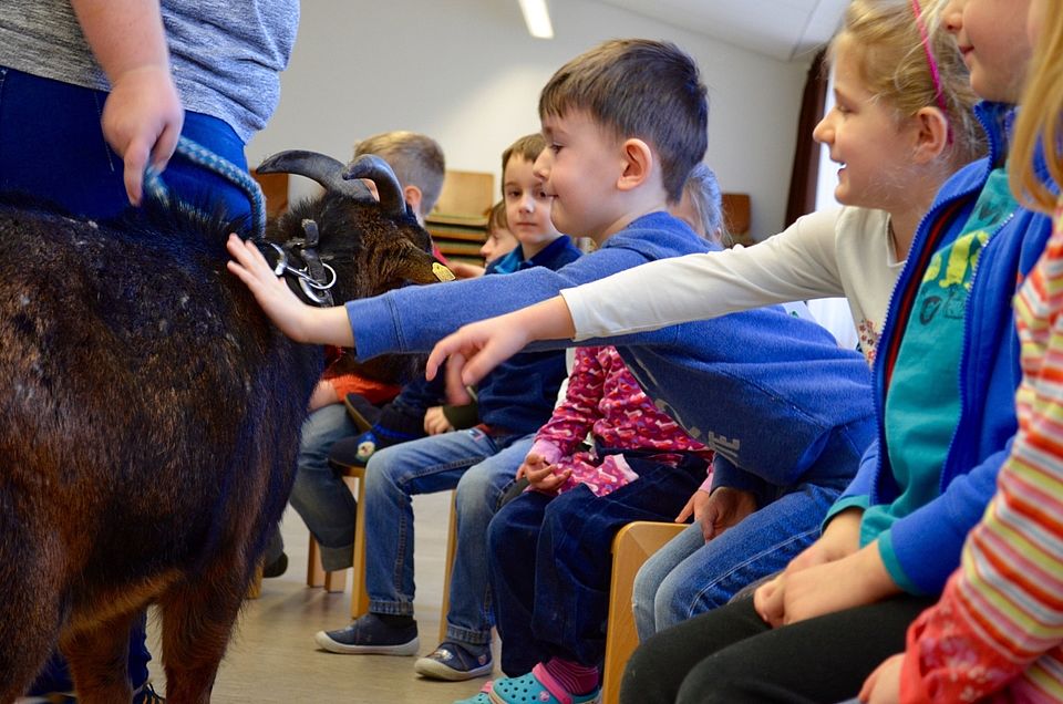 Die Ziege „Poldi“ wurde aufgeregt und mit ein wenig Respekt von den Kindergartenkindern gestreichelt.